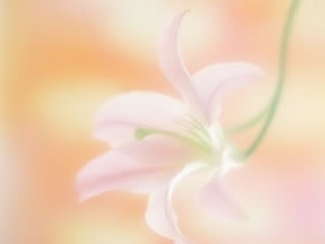 市川菜穂子先生